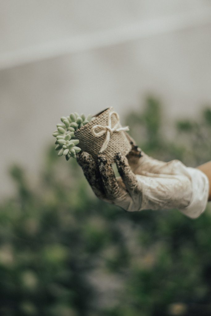 Close-up of a gardener's hand in gloves holding a succulent in a decorative pot.